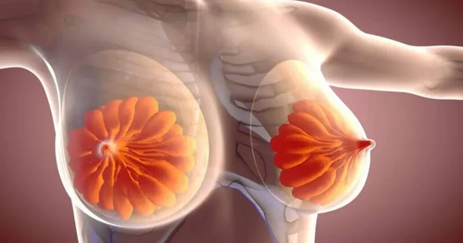 آناتومی و وظایف پستان در بدن زنان